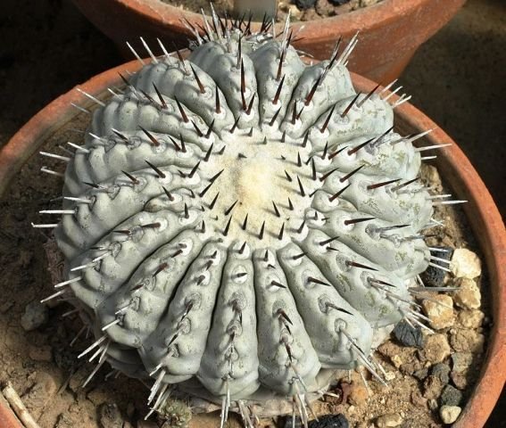 Copiapoa_cinerea_2